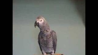 TigerBird African Grey Parrot Amazing Talking smart talk bird [upl. by Taro]