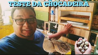 COMO COLOCAR OVOS DE CODORNA PARA CHOCAR E TESTE DA CHOCADEIRA CASEIRA [upl. by Wilfrid125]