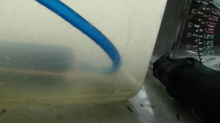 Brine Shrimp Setup from hatchery setup to hatch the eggs to adult setup [upl. by Bahner]