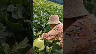 Interesting Bottle Gourd Shredding Tools vegetables garden [upl. by Grata712]