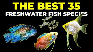 TOP 35 Freshwater Aquarium Fish 🔥 [upl. by Nove]