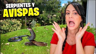 AVISPAS SERPIENTES y HALLOWEEN 😱 Pasa de TODO en la Finquita Bonita 😅 Sandra Cires Vlog [upl. by Nahsaj523]