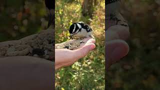 Watch a Downy Woodpecker Enjoy Some Bird Seed longisland birding woodpecker wildliferefuge [upl. by Christel]