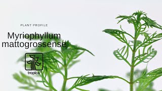 Myriophyllum mattogrossense [upl. by Havstad612]