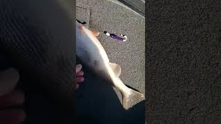 A tank of a Sauger back swimming fishing fish Sauger mississippiriver catchandrelease [upl. by Eiluj82]