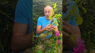 Sow Thistle sonchus foraging herbs gardening permaculture nativeplants ideas motivation [upl. by Andras]