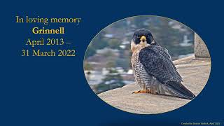 Cal Falcons Remembering Grinnell 2022 Mar 31 [upl. by Helve]