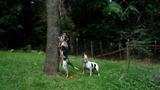 Bluetick Coonhound and Walker mix treeing a dead coon [upl. by Nathan]