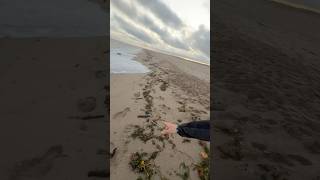 Après une tempête sur la plage 😱 nature vlog humour exploration [upl. by Ahseit]