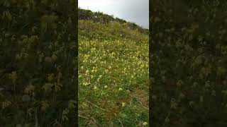 Cowslips in the Garden of England spring [upl. by Pogah]