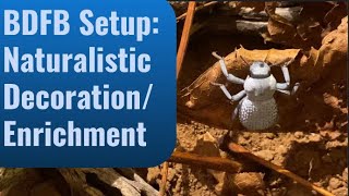 BDFB Naturalistic Breeding Setup Decoration  Enrichment blue death feigning beetle set up care [upl. by Uttica]