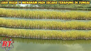 CERDAS MENANAM PADI DI SUNGAI SECARA TERAPUNG [upl. by Samled]