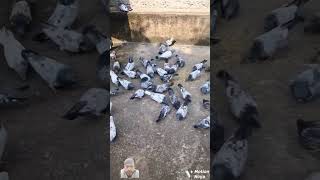 powerful rampuri kabutar oringlpigeon trend kabootar [upl. by Robyn466]