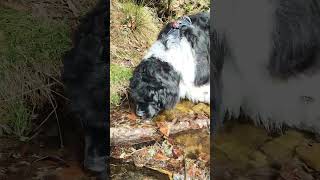 💦🏔️🏞️ landseer newfoundlanddog puppy cute newfoundlandandlabrador dog nature pies hiking [upl. by Adnawak]