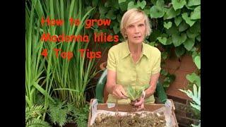 How to grow Madonna lilies  4 Top Tips [upl. by Anavahs]