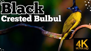 Black Crested Bulbul from Thailand  Bird Spotter [upl. by Lraep]