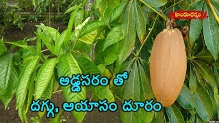 Benefits And Medicinal Uses Of Malabar Nut Addasaram  Veda Vaidhyam  Hindu Dharmam [upl. by Biamonte]