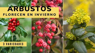 3 arbustos que florecen en invierno  Bricomanía  Jardinatis [upl. by Slayton481]