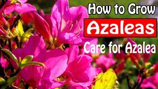 How to Grow and Care for Azaleas [upl. by Nodnar]