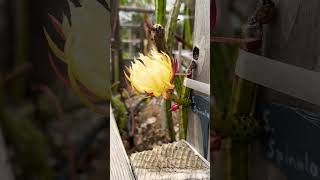 Selenicereus Spinulosis Bloom selenicereus dragonfruit dragonfruitflower pitahaya babydragon [upl. by Vivi]