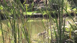 PANSHILL WOOD FISHERY NEAR MURCOTT OXFORDSHIRE [upl. by Lewes]