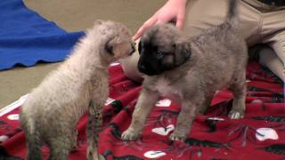 Cheetah Cub and Puppy PlayCincinnati Zoo [upl. by Gruber]