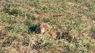 Ziesel am Badesee Trasdorf  Erdhörnchen  Ground Squirrel [upl. by Kartis811]