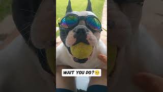 Do you like this Frenchies skateboarding dogshorts frenchbulldog pets [upl. by Furlani185]