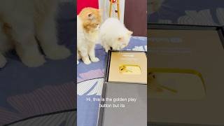 Billu ka golden play button👌🏻 catcomedy comedy billucat sajidcat cat catworld catlaughs [upl. by Shiri]