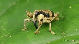 Cute Weevil from Ecuador grooming itself [upl. by Otaner]