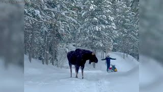 Moose charges snowmobiler [upl. by Onder]