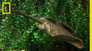 New Discovery Watch How Stingrays Eat  National Geographic [upl. by Neelra]