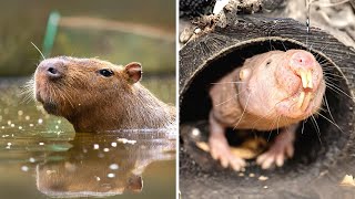 10 Rodents You Need to Know About [upl. by Ahsai]