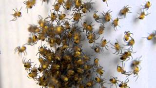 Argiope aurantia the Black and Yellow Garden Spider THOUSANDS OF BABIES [upl. by Corey]