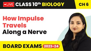 How Impulse Travels Along a Nerve  Control and Coordination  Class 10 Biology Ch 6 LIVE [upl. by Lyndon]