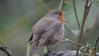 Petirrojo cantando [upl. by Norahc889]