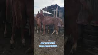 Ээнчи кулун сынга достор horses horse кони абакан лошади rek дончак жеребёнок кокбору [upl. by Mulderig]