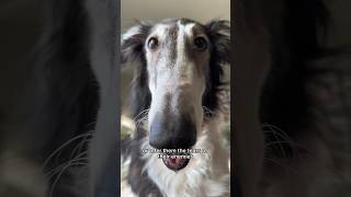 buildaborzoi part 2 dog borzoi dogsofyoutube voiceover petshorts petsofyoutube shorts [upl. by Chiles962]