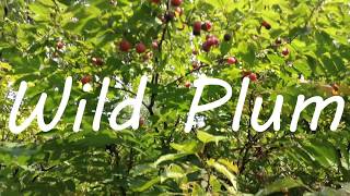 Wild Plum  Identifying amp Foraging American Plum Prunus americana [upl. by Essyle291]