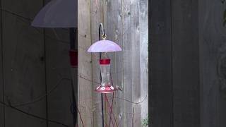 Bird feeders busy—Bushtits Northern Flicker Hummingbirds amp Northern Goshawk 🪶 [upl. by Ycnan]