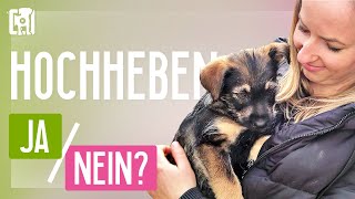 Welpen richtig tragen  so mag es dein Hund hochgehoben zu werden [upl. by Aronel560]