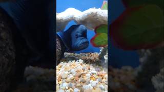 Big headed fish fish bighead bigfish aquarium [upl. by Annaierb]