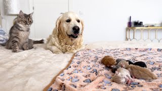 Golden Retriever Mia Confused by Meeting Newborn Kittens for the First Time [upl. by Jaclyn]