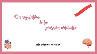 Régulation de la pression artérielle mécanisme nerveuxSystème cardiovasculaire [upl. by Ttirrej345]