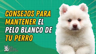 CONSEJOS PARA MANTENER EL PELO BLANCO DE MI PERRO [upl. by Etnoj]