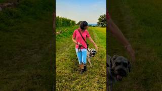 Oh ich vermisse den Sommer jetzt Schon hundetraining schnauzer [upl. by Onia35]