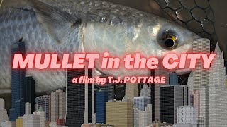 Flyfishing for mullet  urban flyfishing [upl. by Eesdnil]