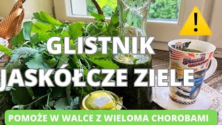 Glistnik jaskółcze ziele Pomoże w walce z wieloma chorobami zioła [upl. by Bondie]