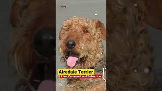 Airedale Terrier One of the most versatile dogs [upl. by Aihsyn]