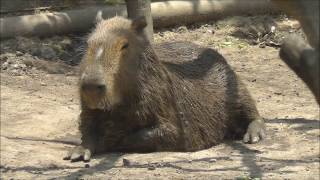 Capibara Hydrochoerus hydrochaeris de Zoológico de Chapultepec  CDMX [upl. by Trina371]